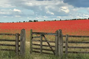 Cotswolds Cards "Poppy field" greetings card