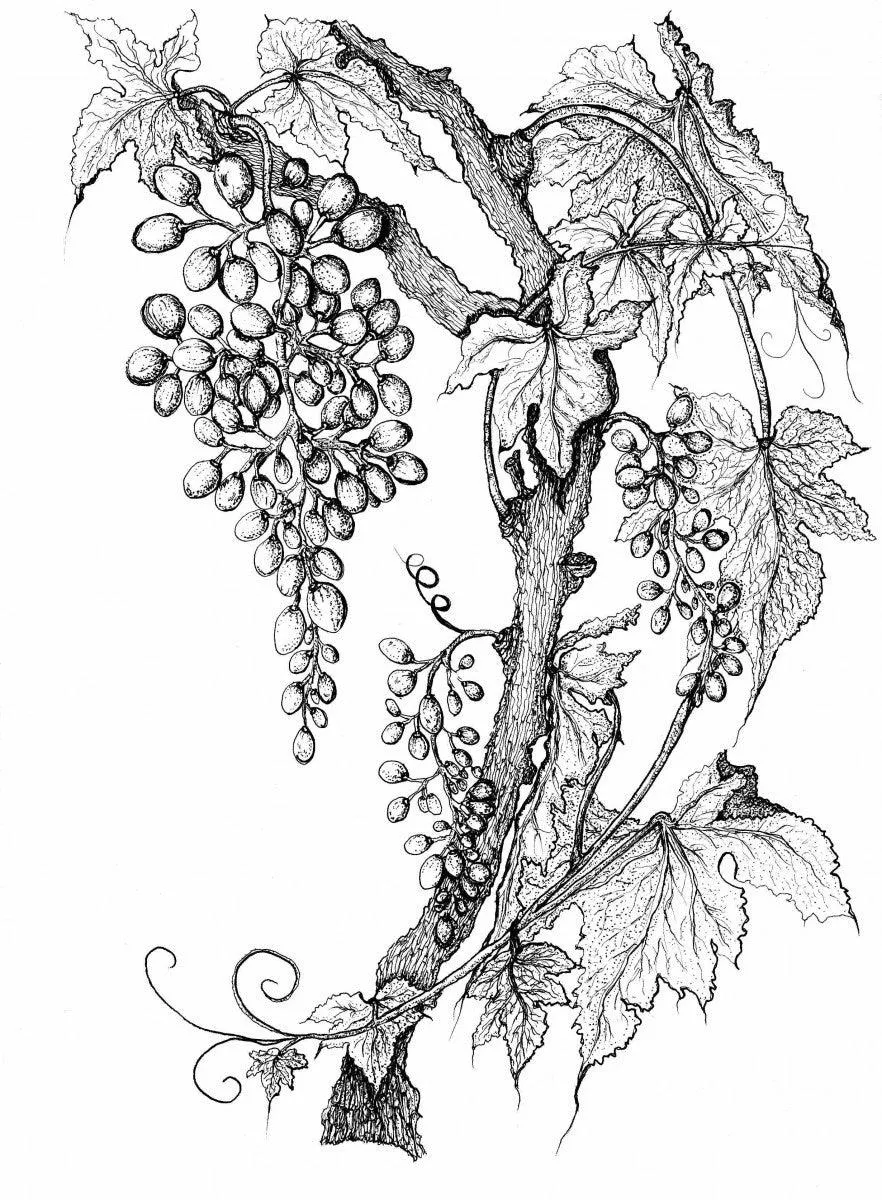 Grapevine Print in Black and White